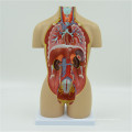 Fabricante de China Human Anatomy Torso Model